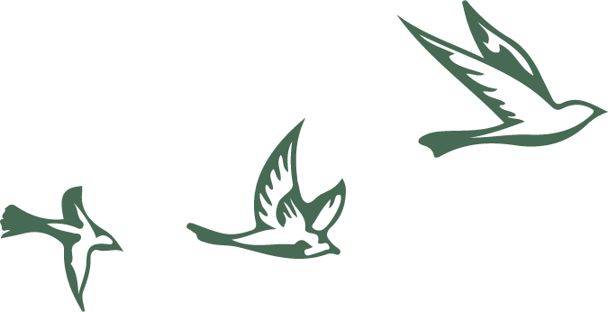 Illustration d'oiseaux