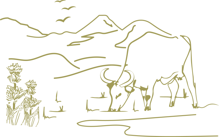 Illustration d'une vache près de gentianes avec le Puy Mary en arrière-plan, symbole de la nature et du terroir du Cantal